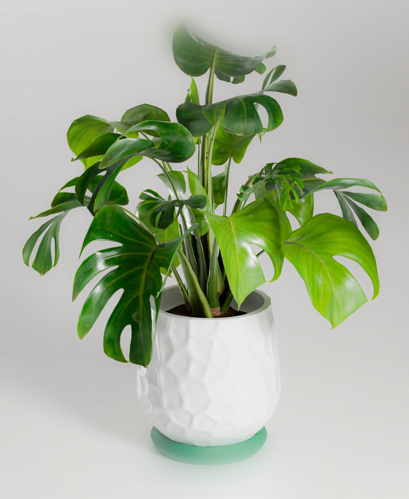 Nido planter